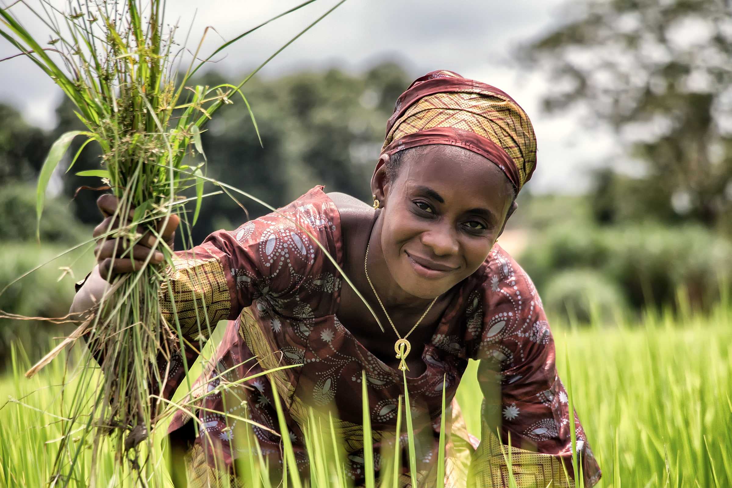 Une agricultrice souriante, les bras chargés de plants de riz, dans une rizière de Guinée
